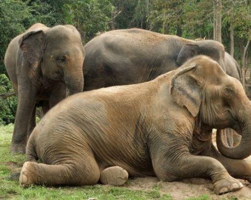 22502 ilustrasi kawanan gajah thailand 1