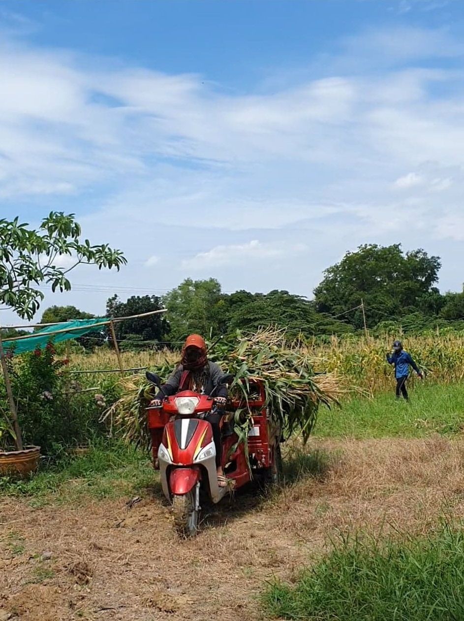 Transporting corn stalks from a local farm 1