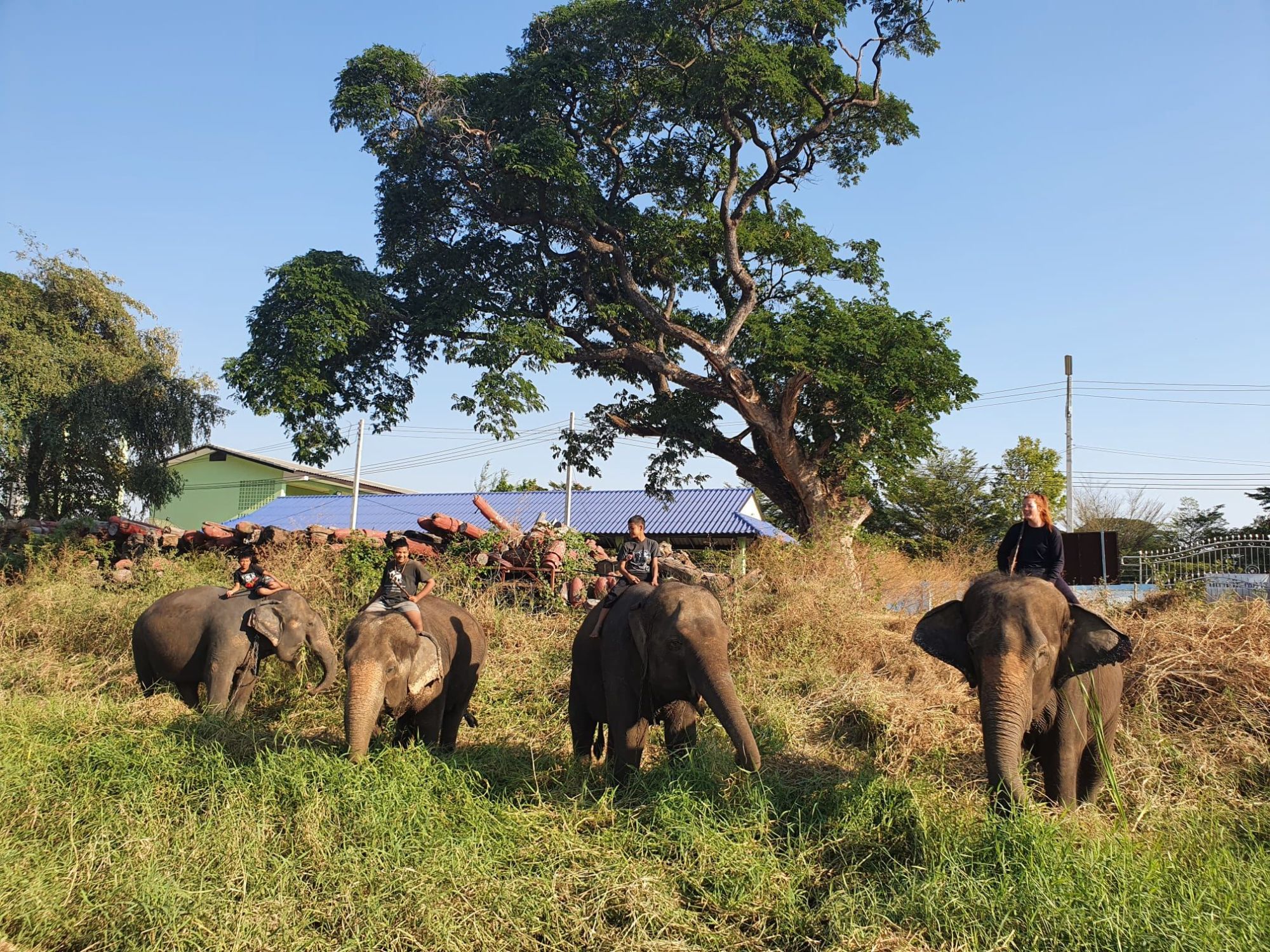 Grazing elephants 1
